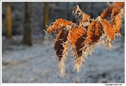 Frosted Beech